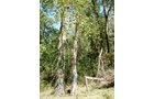 Property photo 4 - 98 +/- Acres Offered in 3 Tracts